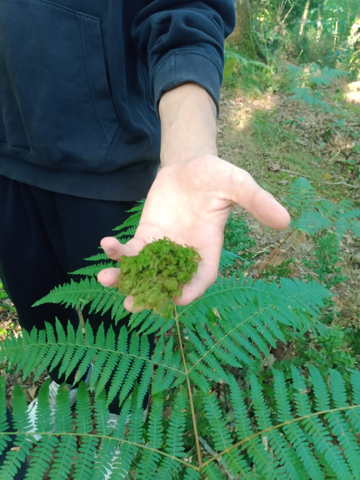 Reconnaissance de végétaux dans la forêt 