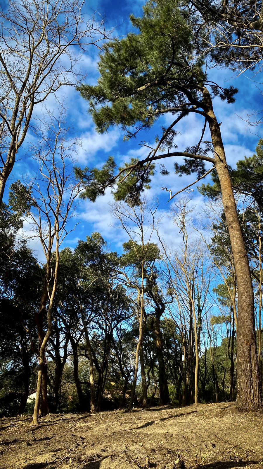 Forêt de Montespan